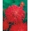 أحمر زهر الأقحوان أستر "اللهب" - 500 بذور - Callistephus chinensis - ابذرة