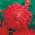 Röd krysantemumblommad aster "Flame" - 500 frön - Callistephus chinensis