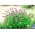 Βασιλικός σπόροι μπαχαρικών - Ocimum basilicum - 650 σπόροι