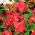 Воск Бегония семена - Бегония Семперфлоренс - 1200 семян - Begonia × semperflorens-cultorum hort.