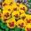 Pensée des Jardins - Viola x wittrockiana - Yellow Red Eye - jaune - 320 graines - rouge
