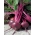 Rödbeta - rund, mörkröd - 100 gram - 5000 frön - Beta vulgaris L.