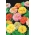 Dahlia ziedu cinka "Piparmētru nūjiņa" - punktētas ziedu šķirnes maisījums - 120 sēklas - Zinnia elegans dahliaeflora