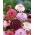ดอกไม้ Scabiosa ปักดอกไม้ผสมสี 110 เมล็ด - Scabiosa atropurpurea
