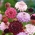 Scabiosa, подушкоподібна квітка - кольорова суміш - 110 насіння - Scabiosa atropurpurea