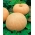 Jättepumpa - Melon Yellow  - 12 frön - Cucurbita maxima