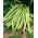 緑色のインゲンマメ「スキューバ」 - 中世初期品種 -  200種子 - Phaseolus vulgaris L. - シーズ