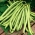 Fasole verde franceză "Scuba" - soi mediu timpuriu - 200 de semințe - Phaseolus vulgaris L.