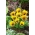 Виола Ангел Тигер семе семена - Виола к виллиамсии - 16 семена - Viola x. wittrockiana