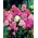 Phlox mùa thu, phlox vườn, phlox lâu năm, phlox mùa hè - 100 hạt - Phlox paniculata