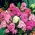 Rudens fokss, dārza flokss, daudzgadīgi flokss, vasaras fokss - 100 sēklas - Phlox paniculata