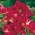 Rozloučení s jara, Godetia, Clarkia amoena - 1500 semen - Godetia grandiflora - semena