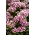 Graines d'Œillet du Poète "Holborn Glory" - Dianthus barbatus - 450 graines