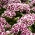 Sweet William Holborn Glory seeds - Dianthus barbatus - 450 biji - benih