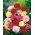 Hoa cẩm chướng "Viên" - hỗn hợp đa dạng; vườn hồng - 275 hạt - Dianthus caryophyllus