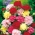 کارامل "وین" - ترکیبی از انواع؛ باغ صورتی - 275 دانه - Dianthus caryophyllus