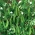 БИО - Полетни шумски грашак "Норли" - сертификовано органско семе - 