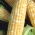 Cладкая кукуруза - Ramondia - 1 семена - Zea mays convar. saccharata var. Rugosa