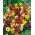 Angol Wallflower vegyes mag - Cheiranthus Cheiri - magok