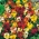 Engelske Wallflower blandede frø - Cheiranthus Cheiri