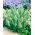 Goldentop Grass sēklas - Lamarckia aurea