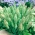 Goldentop草种子 -  Lamarckia aurea - 種子