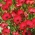 Scarlet Flax, Red Flax seeds - Linum grandiflorum - 150 biji