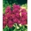 Κεράσι-κόκκινο κορμό "Excelsior"? αποθέματα 10 εβδομάδων - 300 σπόρους - Matthiola incana annua - σπόροι