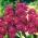 Stock canarino rosso ciliegia "Excelsior"; stock di dieci settimane - 300 semi - Matthiola incana annua