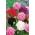 Παπαρούνα οπιούχων - ποικιλία ποικιλιών διπλών λουλουδιών. ευρεία σπορά παπαρούνας - 1000 σπόρους - Papaver somniferum - σπόροι
