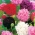 Opium poppy - double-flower variety mix; broadseed poppy - 1000 seeds