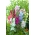 Hollyhock Summer Carnival Mixの種子 -  Althaea rosea  -  50種子 - Althaea rosea Summer Carnival - シーズ