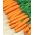 Carrot Amsterdam 3 seeds - Daucus carota (coated seeds) - 300 seeds