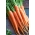 Морква "Регульська" - пізній, універсальний сорт - 4250 насіння - Daucus carota ssp. sativus 