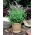 มินท์ม้า - 1200 เมล็ด - Mentha longifolia