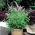 Menthe sylvestre - 1200 graines - Mentha longifolia