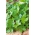 میتسوبو، دانه های جعفری ژاپنی - Cryptotaenia japonica - Petroselinum crispum ‘Mitsuba'