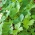 Mitsuba, japanilaiset persiljasiemenet - Cryptotaenia japonica - Petroselinum crispum ‘Mitsuba'