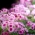 Pink flossflower, - 150 sjemenki - Ageratum houstonianum - sjemenke