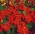 גן nasturtium "Mahogany Jewel", הודית cress, הנזיר של cress - מגוון גדל נמוך - 40 זרעים - Tropaeolum majus nanum "Mahogany Jewel"