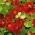 Garden nasturtium "Mahogany Jewel", Indiase cress, monnikskersel - laag groeiend ras - 40 zaden - Tropaeolum majus nanum "Mahogany Jewel"