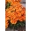 Nemesia Orange Prince sēklas - Nemesia strumosa - 1300 sēklas
