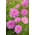 Сад Космос "Роза Бонбон" - розовый сорт; Мексиканская астра - 75 семян - Cosmos bipinnatus - семена