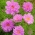 حديقة الكون "روز بونبون" - مجموعة متنوعة من اللون الوردي. أستر مكسيكي - 75 بذرة - Cosmos bipinnatus - ابذرة