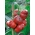 辣椒“每个” -  60粒种子 - Capsicum L. - 種子
