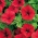 Petunia merah "Cascade" - "Superkaskadia" - 12 biji - Petunia x hybrida pendula - benih