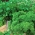 خانه باغ - ترکیب انواع جعفری برگ - برای کشت در بالکن و بالکن - 3000 دانه - Petroselinum crispum 