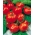 Tomat - Beta - Lycopersicon esculentum Mill  - seemned