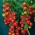 שדה עגבניות "Harzfeuer F1" - מוערך ברחבי אירופה - 100 זרעים - 175 זרעים - Lycopersicon esculentum Mill 
