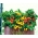 خانه باغ - گوجه فرنگی "Thumbling Tom"، ترکیب رنگی رنگی - برای کشت در محیط داخلی و بالکن - Lycopersicon esculentum  - دانه